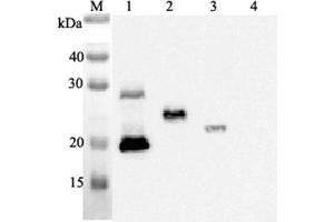 Western blot analysis using anti-IL-33 (human), mAb (IL33068A)  at 1:2'000 dilution. (IL-33 Antikörper)