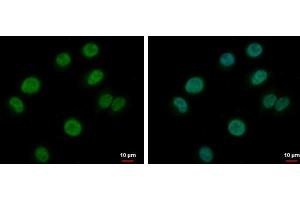 ICC/IF Image BRAF35 antibody detects BRAF35 protein at nucleus by immunofluorescent analysis. (HMG20B Antikörper)