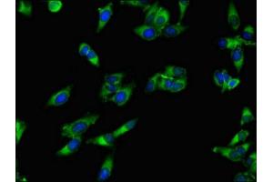 Immunofluorescence (IF) image for anti-N-Acylaminoacyl-Peptide Hydrolase (APEH) (AA 201-500) antibody (ABIN7143250)