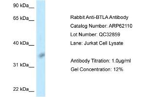 Western Blotting (WB) image for anti-B and T Lymphocyte Associated (BTLA) (Middle Region) antibody (ABIN2789022)