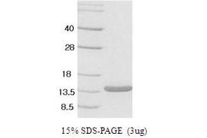 SDS-PAGE (SDS) image for Leptin (LEP) protein (ABIN667698)
