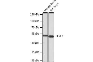 Western blot analysis of extracts of various cell lines, using E2F3 antibody (ABIN6134586, ABIN6139901, ABIN6139902 and ABIN7101833) at 1:1000 dilution. (E2F3 Antikörper  (AA 200-300))