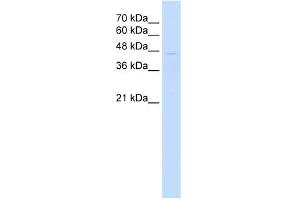 WB Suggested Anti-TRIM59 Antibody Titration:  0. (TRIM59 Antikörper  (N-Term))