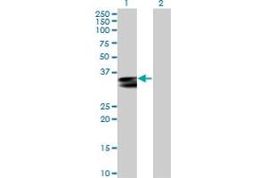 Western Blot analysis of HLA-DRA expression in transfected 293T cell line by HLA-DRA MaxPab polyclonal antibody. (HLA-DRA Antikörper  (AA 1-254))