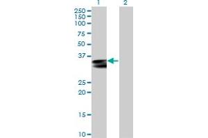 Western Blot analysis of HLA-DRA expression in transfected 293T cell line by HLA-DRA MaxPab polyclonal antibody.