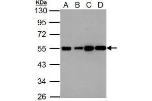 WB Image Histamine H2 Receptor antibody [N1], N-term detects HRH2 protein by Western blot analysis.