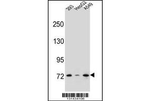 Western blot analysis in 293,HepG2,A549 cell line lysates (35ug/lane). (ZNF569 Antikörper  (N-Term))