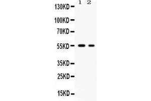 Western blot analysis of SLC2A5 expression in rat brain extract ( Lane 1), and K562 whole cell lysates ( Lane 2). (SLC2A5 Antikörper  (Middle Region))