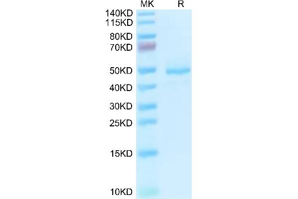 GP1BB Protein (AA 27-147) (Fc Tag)