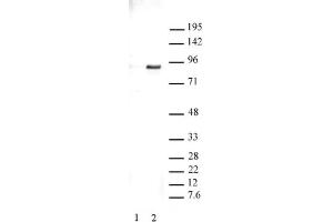 STAT3 phospho Tyr705 pAb tested by Western blot. (STAT3 Antikörper  (pTyr705))