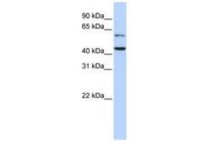 Image no. 1 for anti-Cytidine Monophosphate N-Acetylneuraminic Acid Synthetase (CMAS) (AA 36-85) antibody (ABIN6741046) (CMAS Antikörper  (AA 36-85))