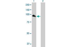 Western Blot analysis of NPAS2 expression in transfected 293T cell line by NPAS2 MaxPab polyclonal antibody.
