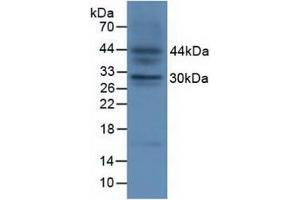 Detection of FGF23 in Fetal Mouse Tissue using Polyclonal Antibody to Fibroblast Growth Factor 23 (FGF23) (FGF23 Antikörper  (AA 25-251))