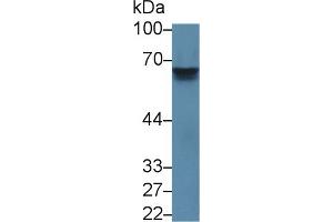 Western Blot; Sample: Mouse Serum; Primary Ab: 3µg/ml Rabbit Anti-Mouse IL27Ra Antibody Second Ab: 0.