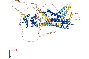 Kv1.4 Protein (AA 1-654) (His tag)