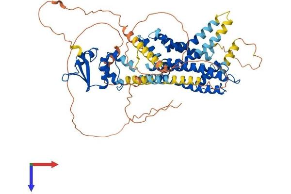 Kv1.4 Protein (AA 1-654) (His tag)
