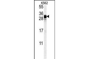 Western blot analysis in K562 cell line lysates (35ug/lane). (FGF7 Antikörper  (AA 57-86))