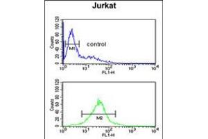 Flow cytometric analysis of Jurkat cells (bottom histogram) compared to a negative control cell (top histogram). (TFAP4 Antikörper  (C-Term))