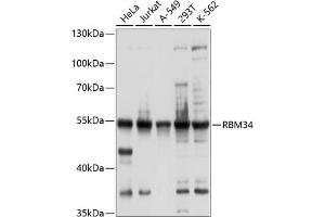 Western blot analysis of extracts of various cell lines, using RBM34 antibody (ABIN6128633, ABIN6146777, ABIN6146778 and ABIN6214283) at 1:1000 dilution. (RBM34 Antikörper  (AA 60-280))