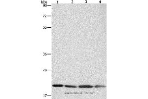 Western blot analysis of Human brain malignant glioma tissue, MCF7, Raji and Lovo cell, using BAX Polyclonal Antibody at dilution of 1:300 (BAX Antikörper)