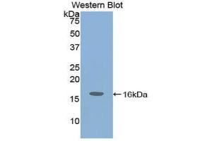 Western Blotting (WB) image for anti-Insulin-Like Growth Factor 1 (IGF1) (AA 49-153) antibody (ABIN1859294)