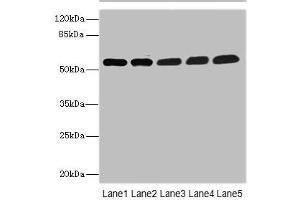 Western blot All lanes: MPP6 antibody at 3. (MPP6 Antikörper  (AA 220-420))