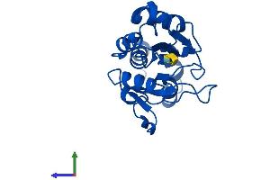 Protein Structure (PS) image for 5',3'-Nucleotidase, Cytosolic (NT5C) (AA 1-200) protein (His tag) (ABIN7561690)