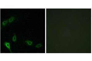 Immunofluorescence (IF) image for anti-MAP/microtubule Affinity-Regulating Kinase 2 (MARK2) (N-Term) antibody (ABIN1849722) (MARK2 Antikörper  (N-Term))
