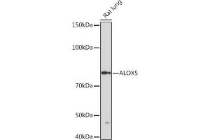 Western blot analysis of extracts of Rat lung, using  Rabbit mAb (ABIN3016894, ABIN3016895, ABIN3016896, ABIN1679361 and ABIN1679362) at 1:1000 dilution. (ALOX5 Antikörper)