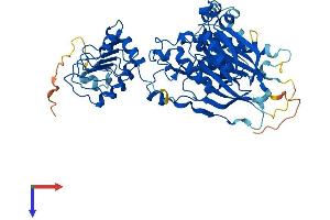 CNOT6L Protein (AA 1-555) (His tag)