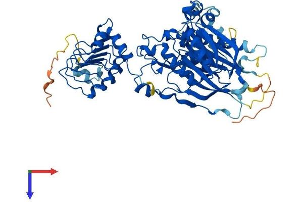 CNOT6L Protein (AA 1-555) (His tag)