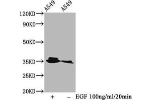 Western Blot Positive WB detected in A549 whole cell lysate(treated with EGF or not) All lanes Phospho-PPP2CA antibody at 0. (Rekombinanter PPP2CA Antikörper  (pTyr307))