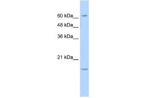 SLC13A3 antibody used at 5 ug/ml to detect target protein.