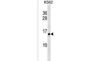 HIST1H2AB Antibody (N-term) (ABIN1538913 and ABIN2849057) western blot analysis in K562 cell line lysates (35 μg/lane).