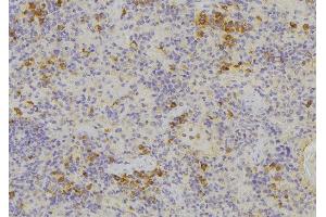 ABIN6276669 at 1/100 staining Human lymph node tissue by IHC-P. (MIF Antikörper  (C-Term))