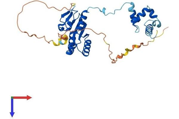 ERCC1 Protein (AA 1-298) (His tag)
