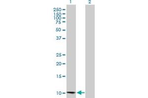 Western Blot analysis of CCL13 expression in transfected 293T cell line by CCL13 MaxPab polyclonal antibody. (CCL13 Antikörper  (AA 1-98))