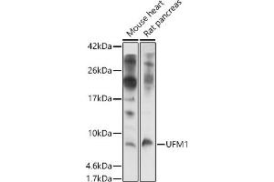 Western blot analysis of extracts of various cell lines, using UFM1 antibody (ABIN7271184) at 1:1000 dilution. (UFM1 Antikörper  (AA 1-85))