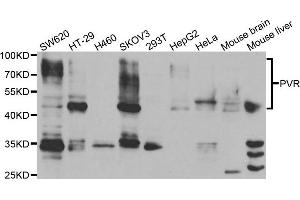 Western blot analysis of extracts of various cell lines, using PVR antibody. (Poliovirus Receptor Antikörper)