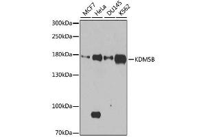 Western blot analysis of extracts of various cell lines, using KDM5B antibody. (KDM5B Antikörper  (AA 784-883))