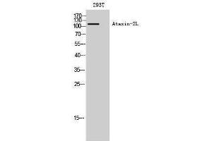 Western Blotting (WB) image for anti-Ataxin 2-Like (ATXN2L) (Internal Region) antibody (ABIN3180503) (Ataxin 2-Like Antikörper  (Internal Region))