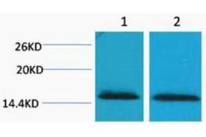 Western Blotting (WB) image for anti-Histone H2B (3meLys43) antibody (ABIN3181331) (Histone H2B Antikörper  (3meLys43))