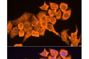 Immunofluorescence analysis of HeLa cells using RPL23 Polyclonal Antibody at dilution of 1:100. (RPL23 Antikörper)