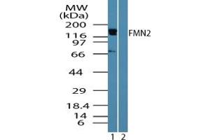 Image no. 1 for anti-Formin 2 (FMN2) (AA 657-674) antibody (ABIN960173) (Formin 2 Antikörper  (AA 657-674))