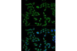 Immunofluorescence (IF) image for anti-VAMP (Vesicle-Associated Membrane Protein)-Associated Protein B and C (VAPB) antibody (ABIN1876551) (VAPB Antikörper)