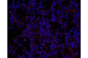 Immunofluorescence analysis of paraffin-embedded mouse Inflammatory lung using Ly6g Polyclonal Antibody at dilution of 1:200. (Ly6g Antikörper)