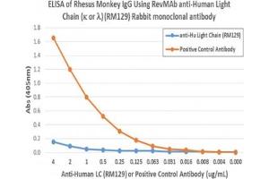 The recombinant Human Ig Light Chains antibody does not cross-react with monkey IgG. (Rekombinanter Ig Light Chains Antikörper)