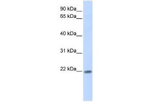 ZNF534 antibody  (Middle Region)