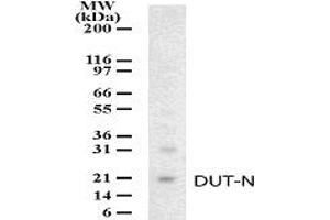 Western Blotting (WB) image for anti-Deoxyuridine Triphosphatase (DUT) (AA 25-44) antibody (ABIN232967) (Deoxyuridine Triphosphatase (DUT) (AA 25-44) Antikörper)