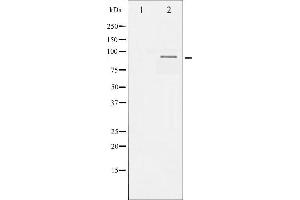 Western blot analysis of SP1 phosphorylation expression in A549 whole cell lysates,The lane on the left is treated with the antigen-specific peptide. (SP1 Antikörper  (pThr453))